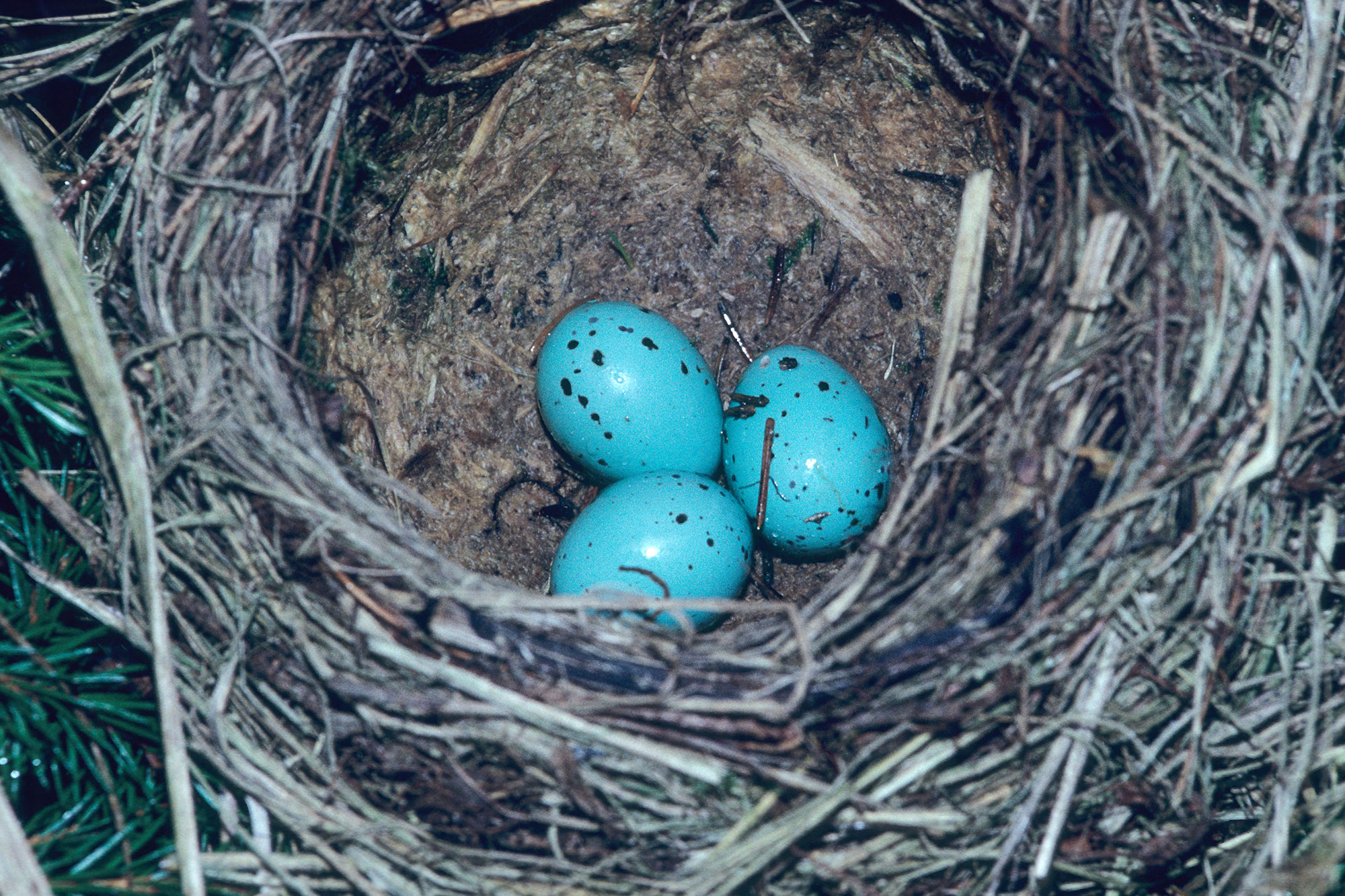 Ei-Fakten zu Ostern: Wissenswertes über die Eier der heimischen ...